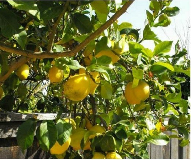 Eureka Lemon Tree
