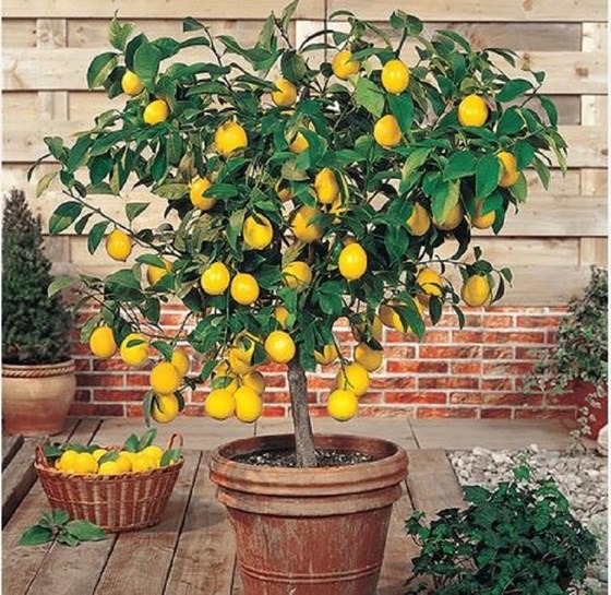 Potted lemon tree and basket of lemon