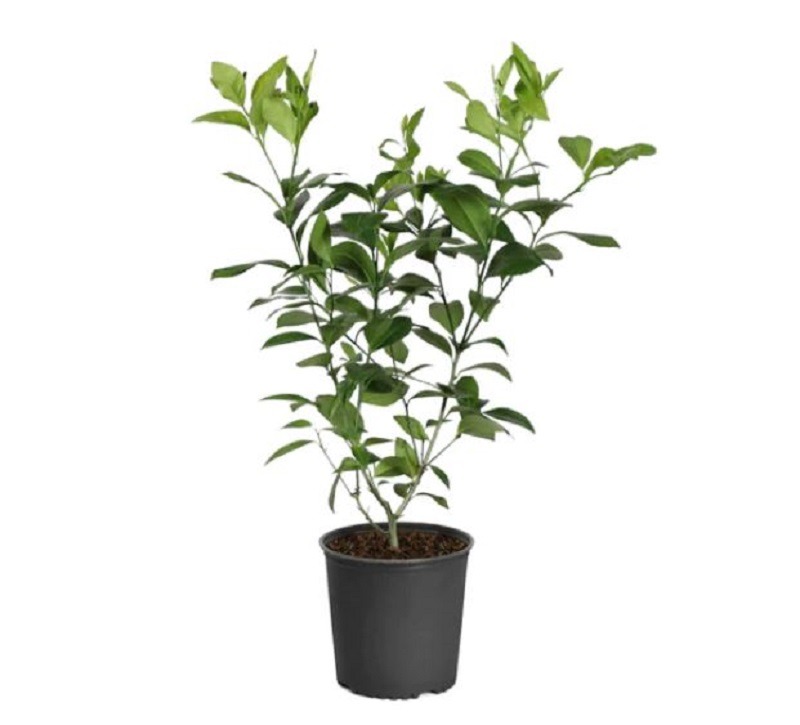Potted Lemon tree plant