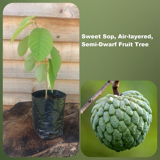 potted sweet sop fruit plant