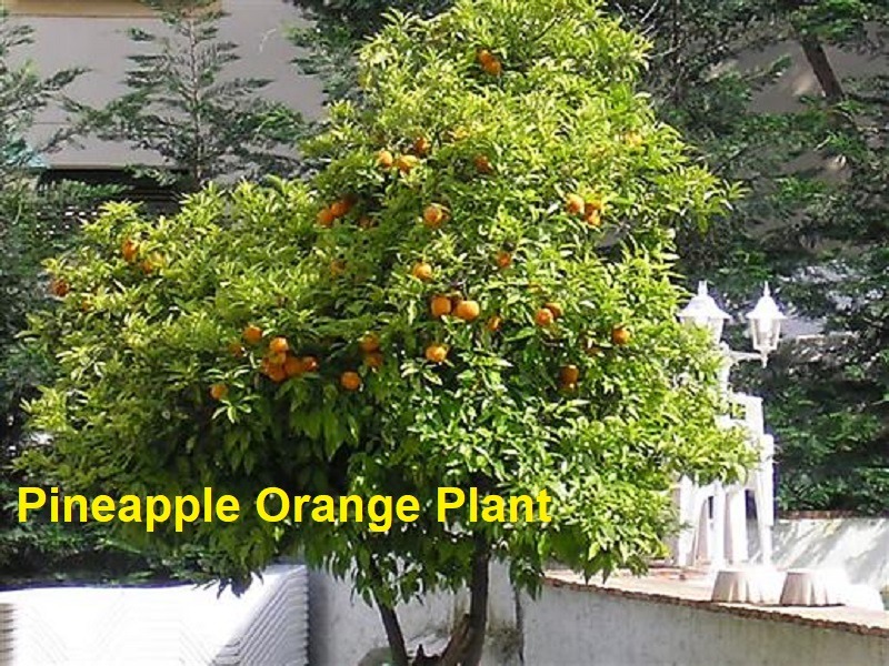Pineapple orange tree in backyard