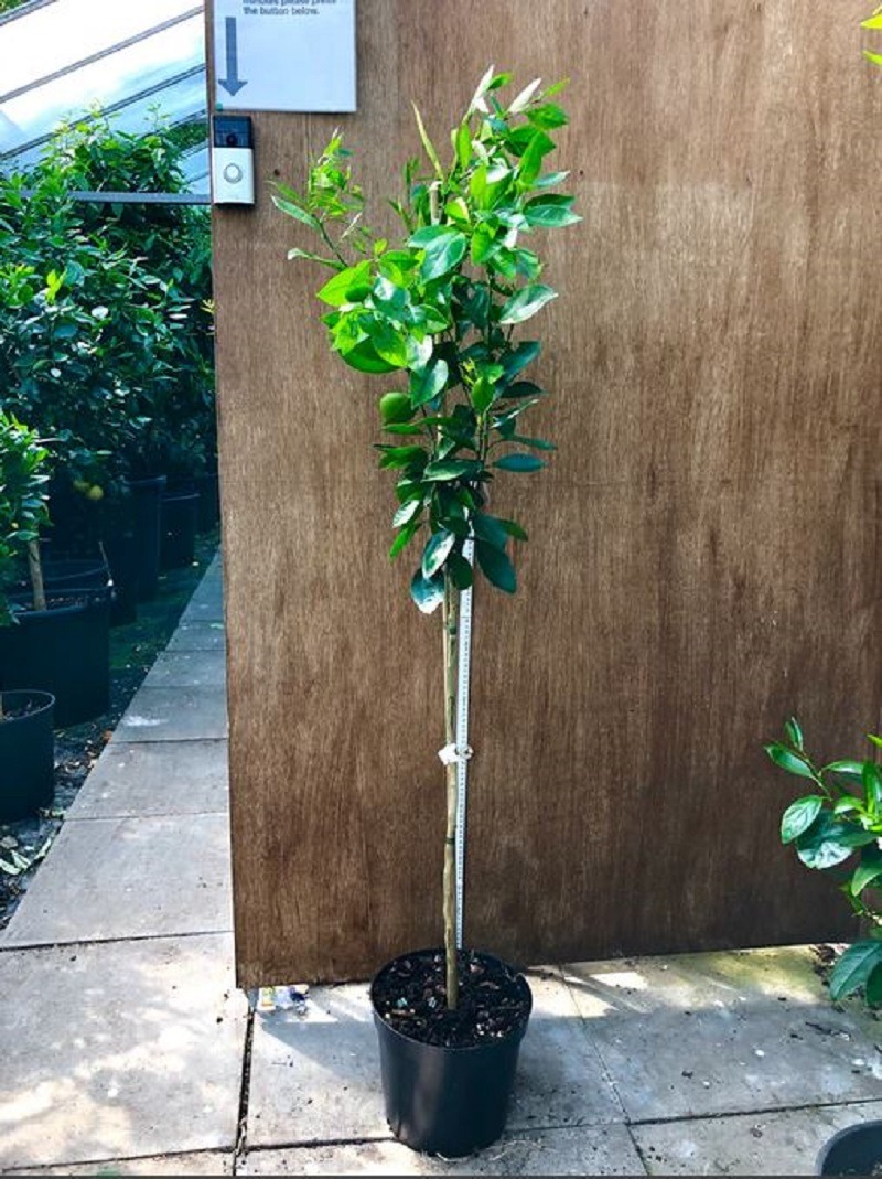 Pineapple sweet orange tree in a pot