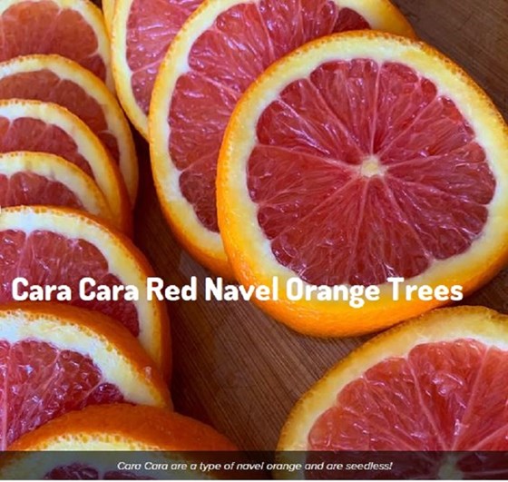 Cut Red Navel orange on table