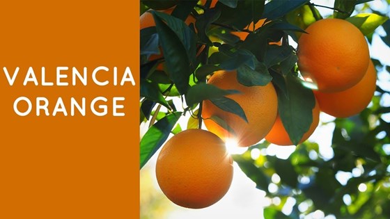 Valencia Orange tree with sunlight on them