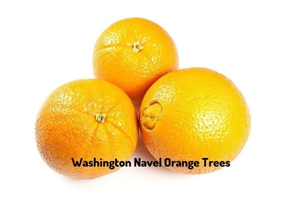 Navel oranges on a white surface