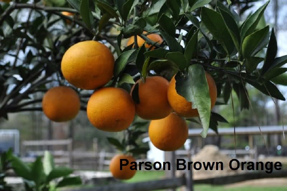 Brown Orange hanging from tree