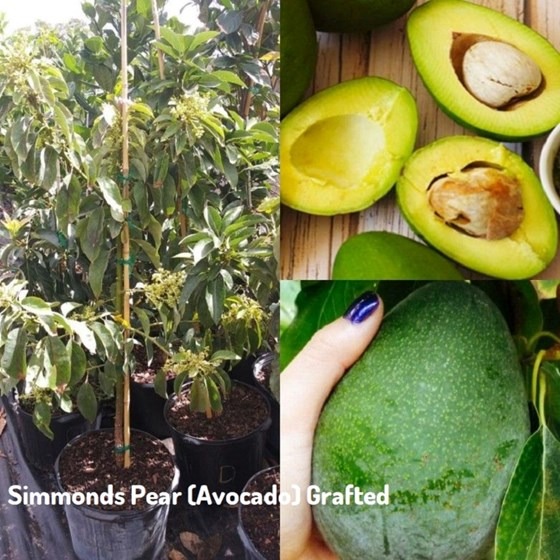 Avocado trees in a pot
