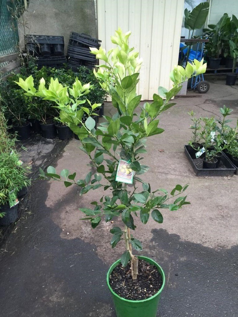 West Indian lime tree in pots