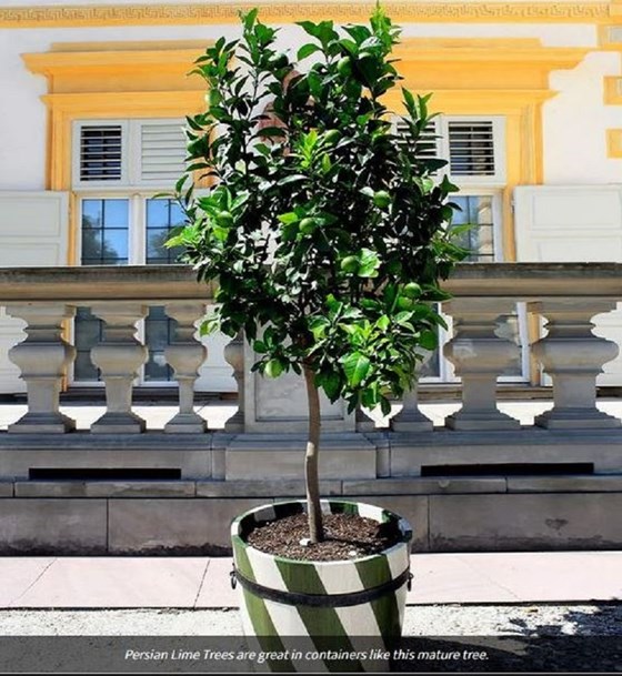 Potted lime tree infront of a building