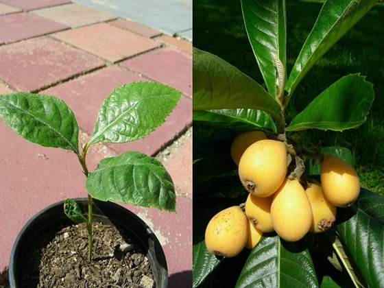Japanese plum tree in a pot on red tiles