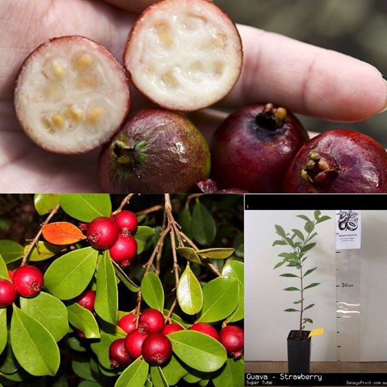 Strawberry guava tree and fruit