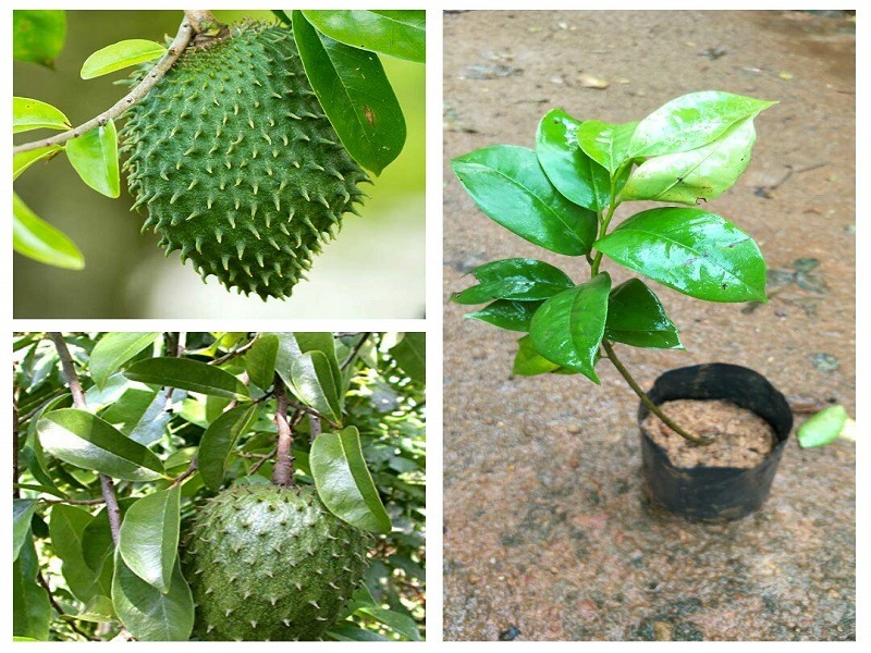 Potted soursop plant and fruit