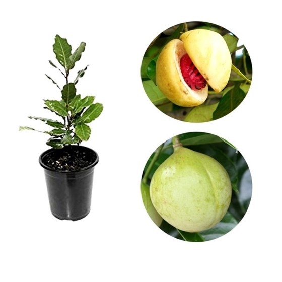Nutmeg plant in a pot