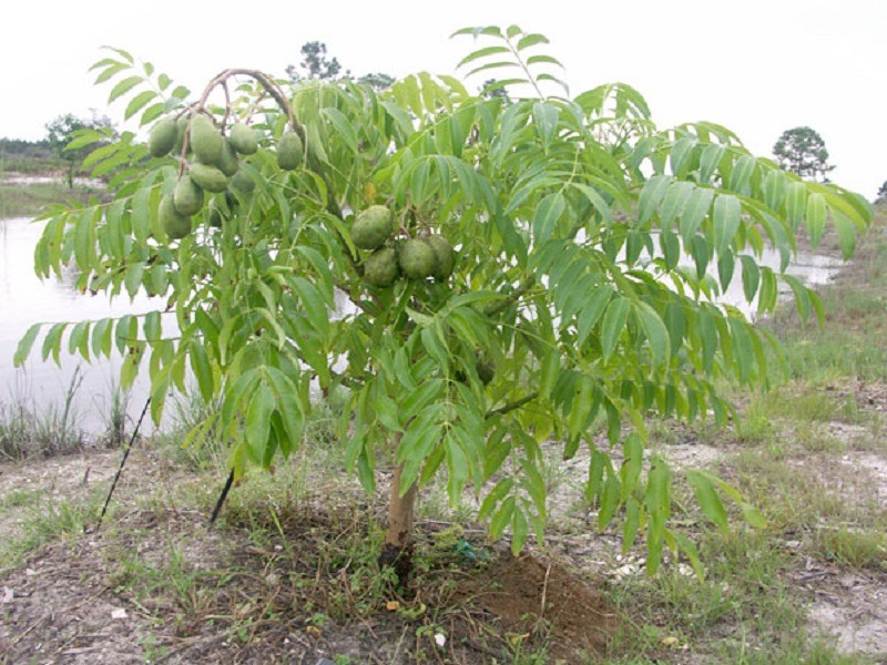 Dwarf june plum tree beside a lake