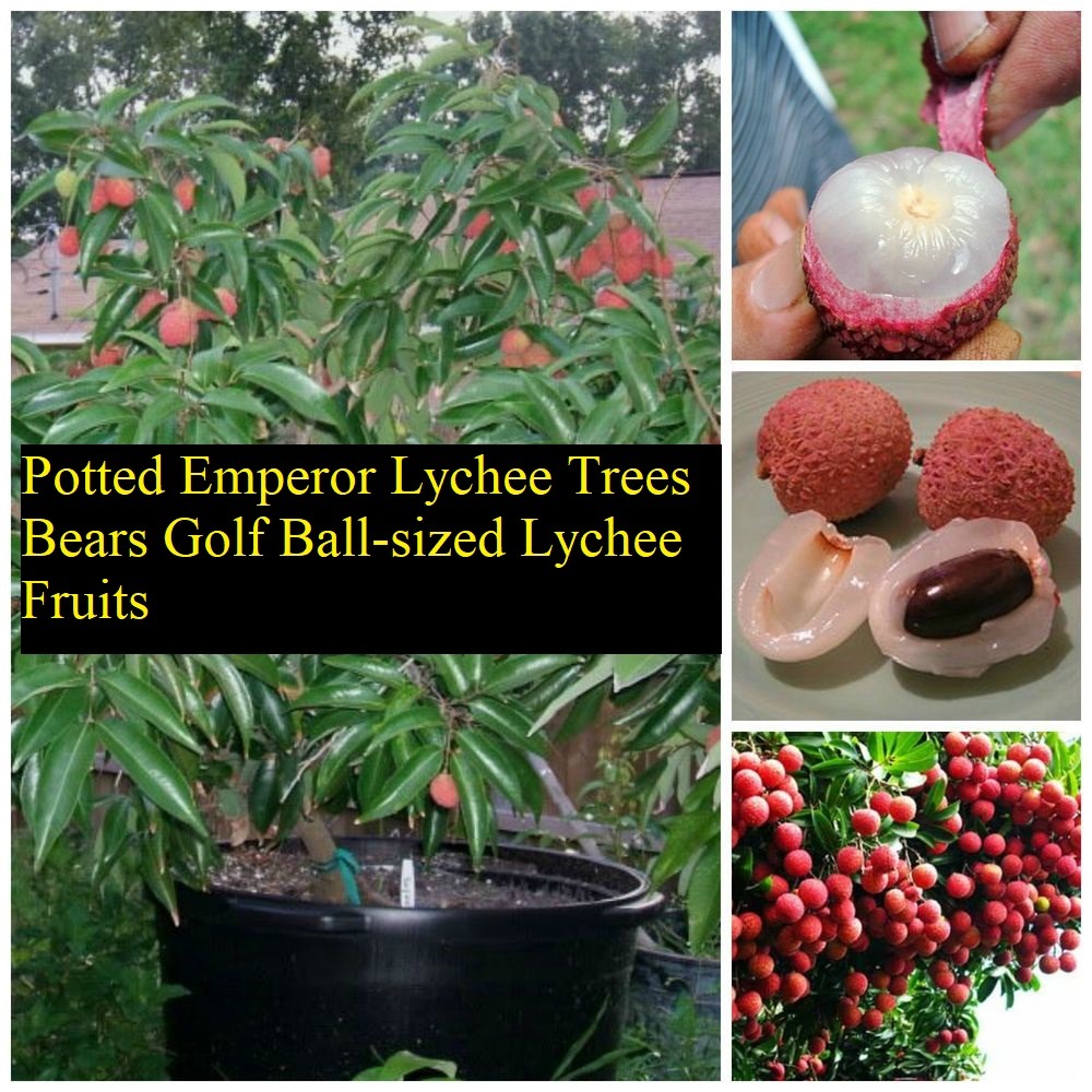 Potted Emperor Lychee trees
