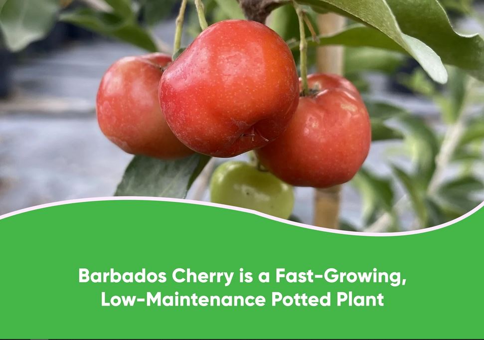 Barbados Cherry