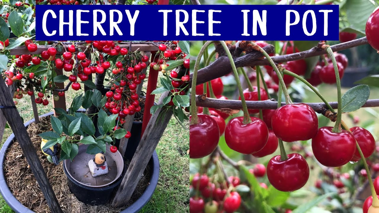 Cherry tree in a pot