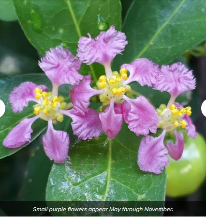 Small purple flowers with green leaves and yellow buds