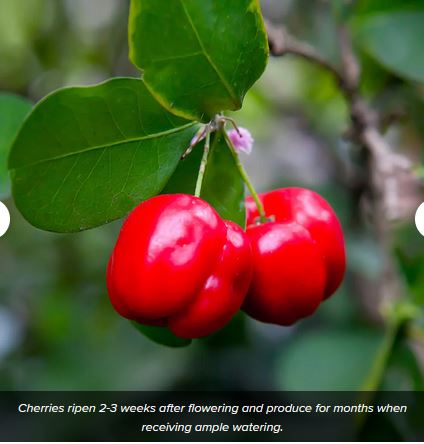 Cherries on a tree limb