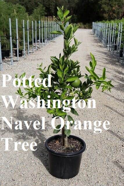 Potted Navel Orange tree