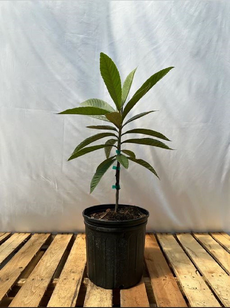potted loquat tree