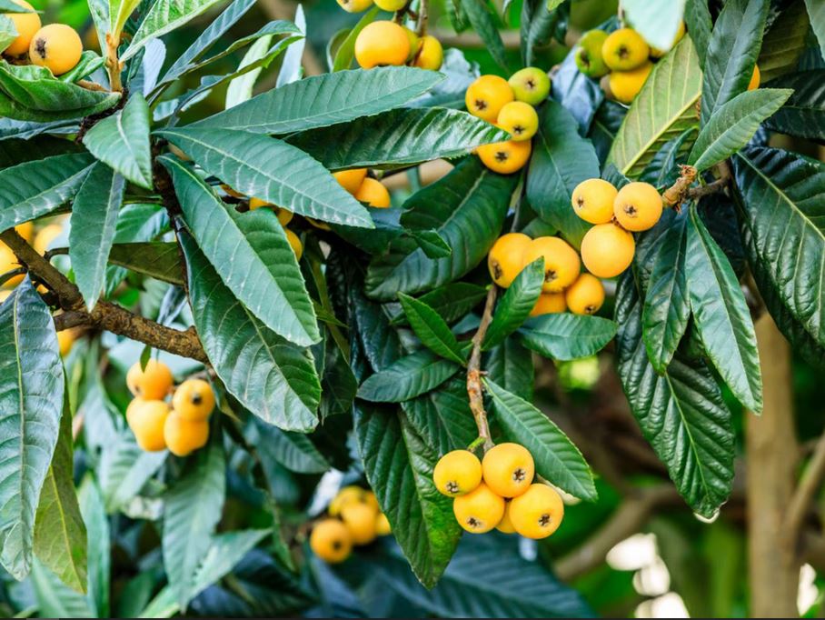 loquat fruits on tree