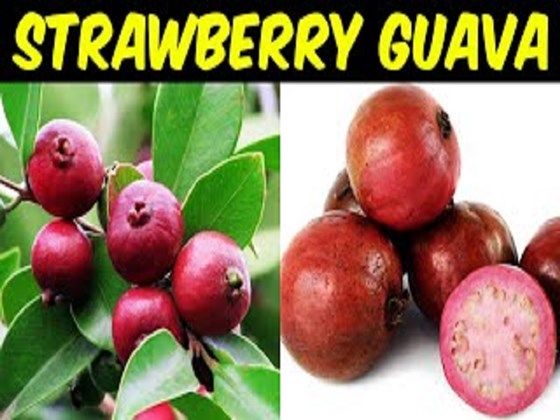 Strawberry guava on a branch and white surface