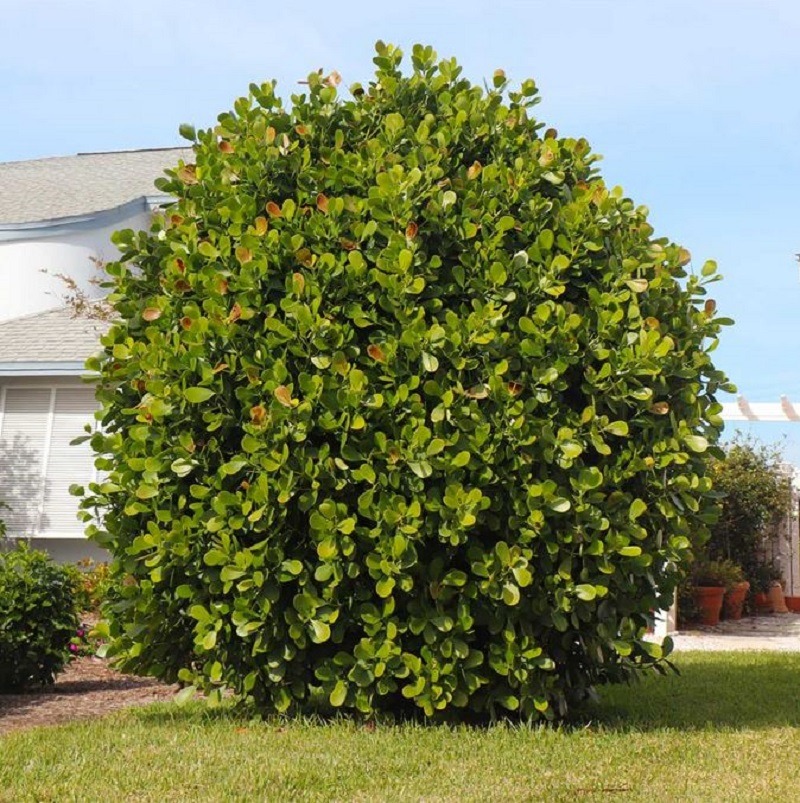 FRUIT TREE: Sea Grape Fruit Tree - Sold per plant - ISLANDWIDE DELIVERY AVAILABLE - Image 5