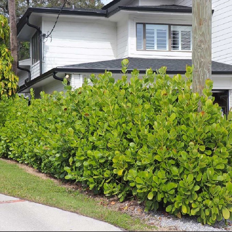 FRUIT TREE: Sea Grape Fruit Tree - Sold per plant - ISLANDWIDE DELIVERY AVAILABLE - Image 6