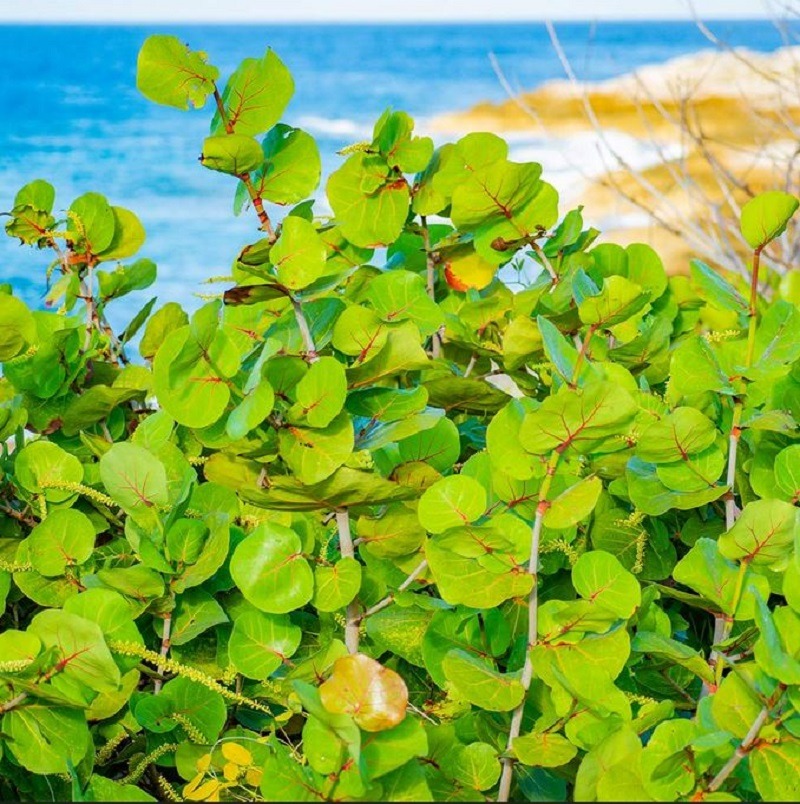 Sea Grape tree
