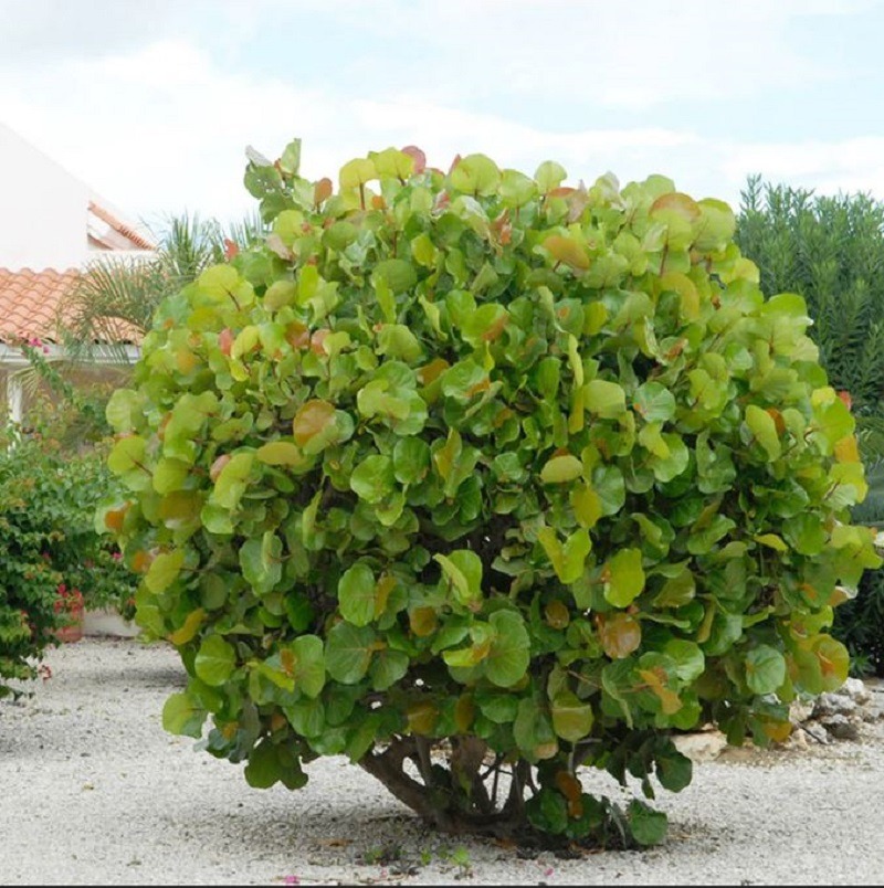 FRUIT TREE: Sea Grape Fruit Tree - Sold per plant - ISLANDWIDE DELIVERY AVAILABLE - Image 4