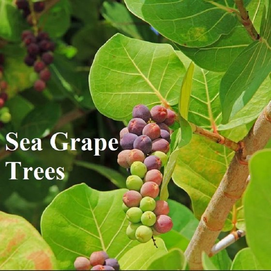 Sea Grapes on a tree branch