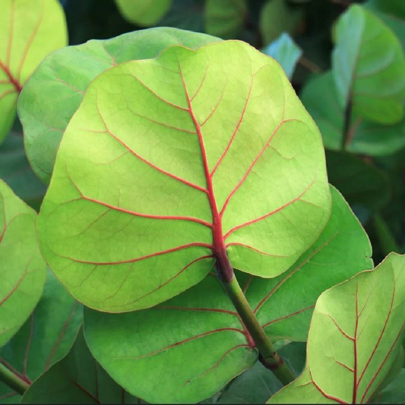 FRUIT TREE: Sea Grape Fruit Tree - Sold per plant - ISLANDWIDE DELIVERY AVAILABLE - Image 2