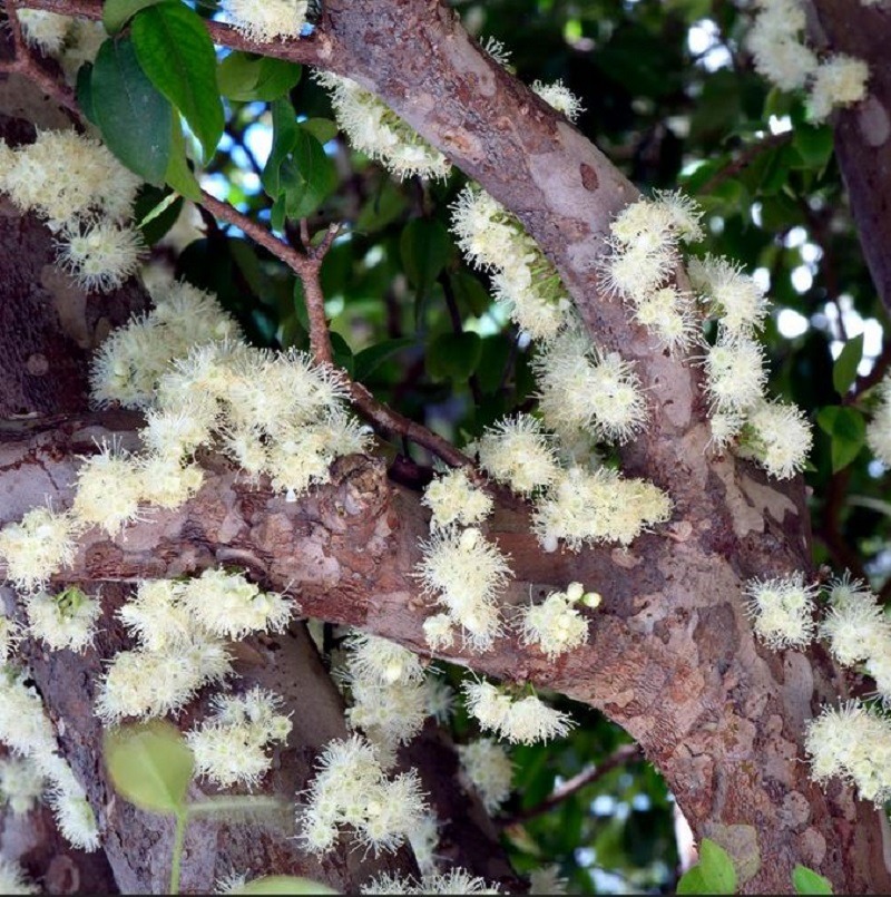 POTTED TREES: Jaboticaba (Black) Fruit Tree - Sold Per Plant - ISLANDWIDE DELIVERY AVAILALE - Image 5
