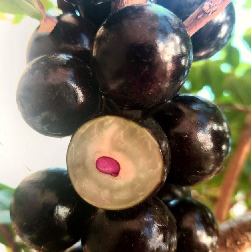 Purple plums on a tree branch