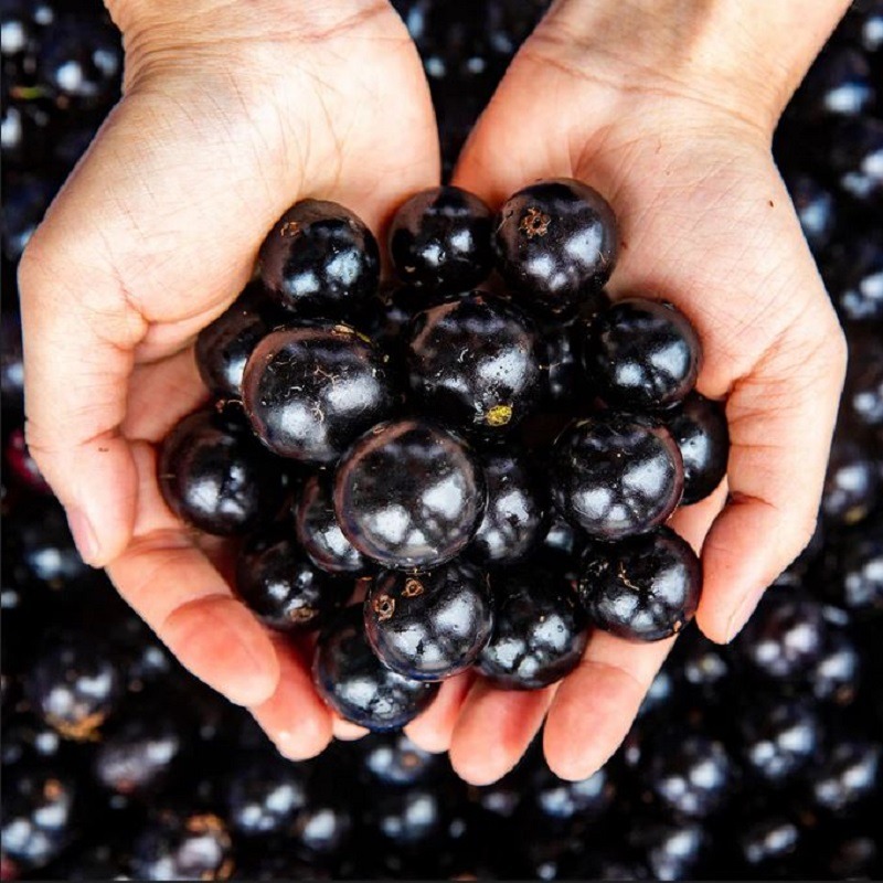 Purple plums in hand