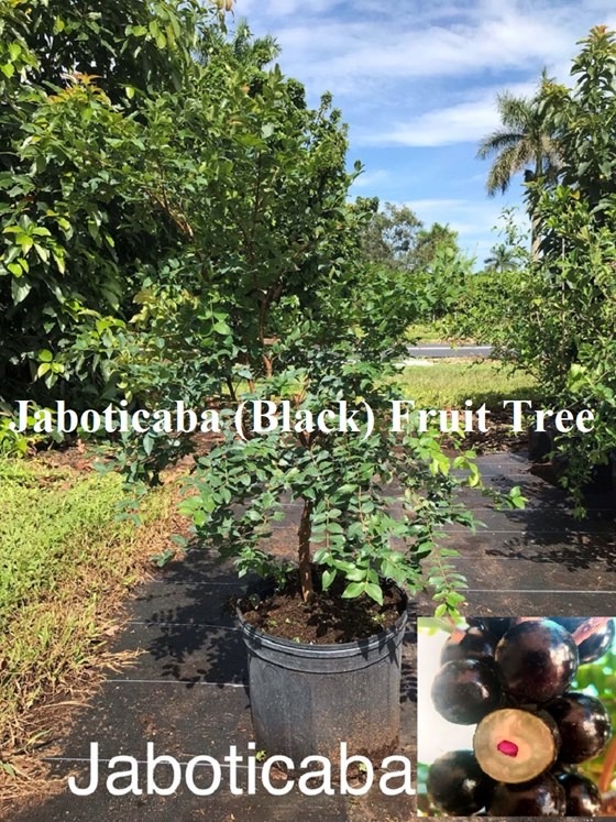 Black Jaboticaba Fruit tree
