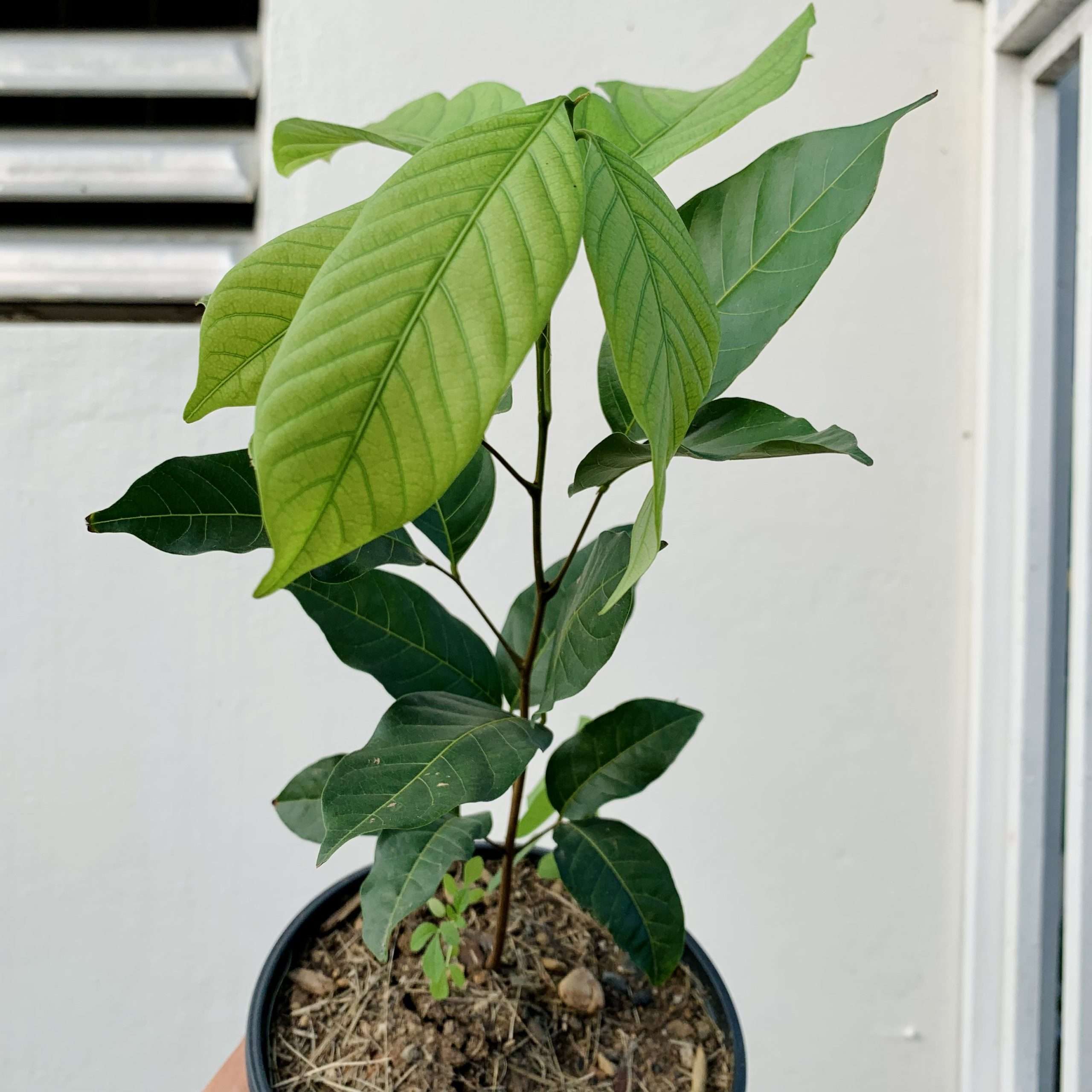 Potted Jaboticaba fruit tree