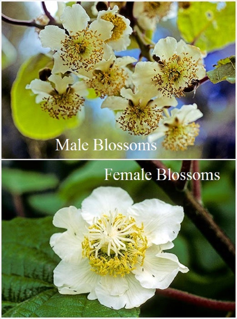 Male & female Blossoms