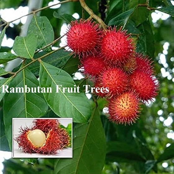 Rambutan Fruits on tree