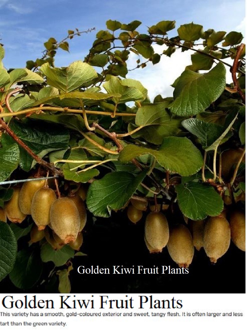 Golden Kiwi Fruit plants
