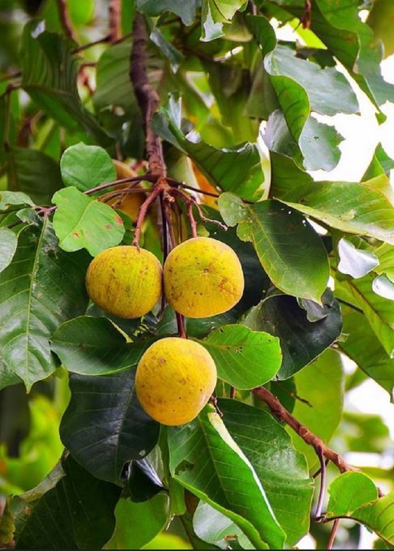 POTTED TREES: SANTOL Fruit Tree- Sold per plant - ISLANDWIDE DELIVERY AVAILABLE - Image 8