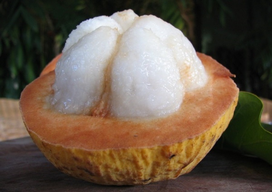 Santol fruit