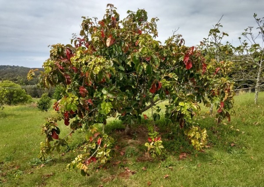 Santol fruit tree