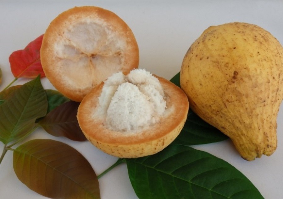Santol fruit