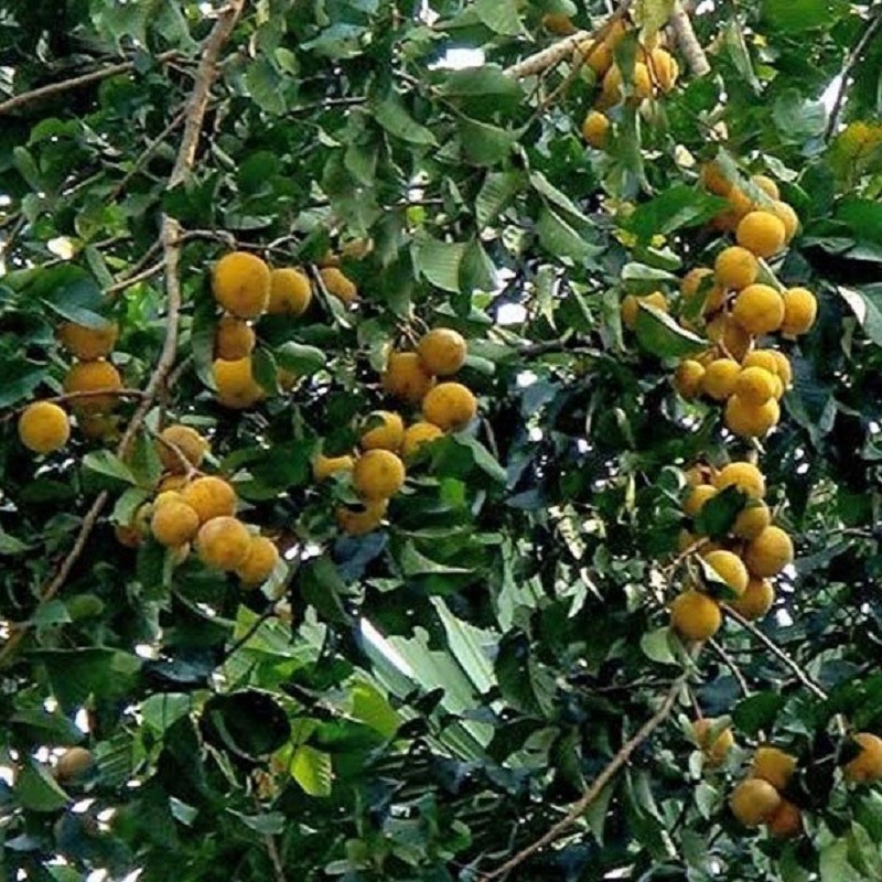 Santol fruit tree