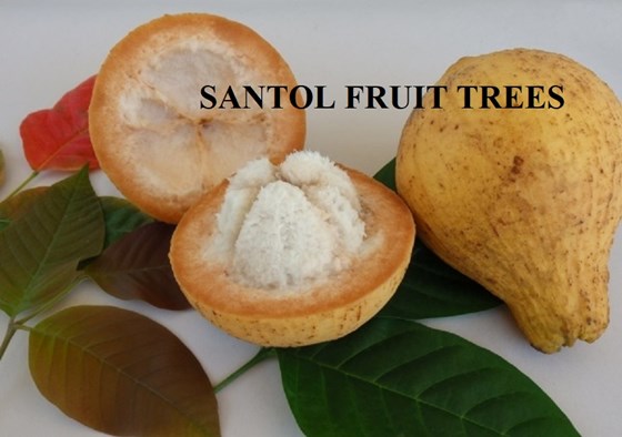 Santol Fruit trees