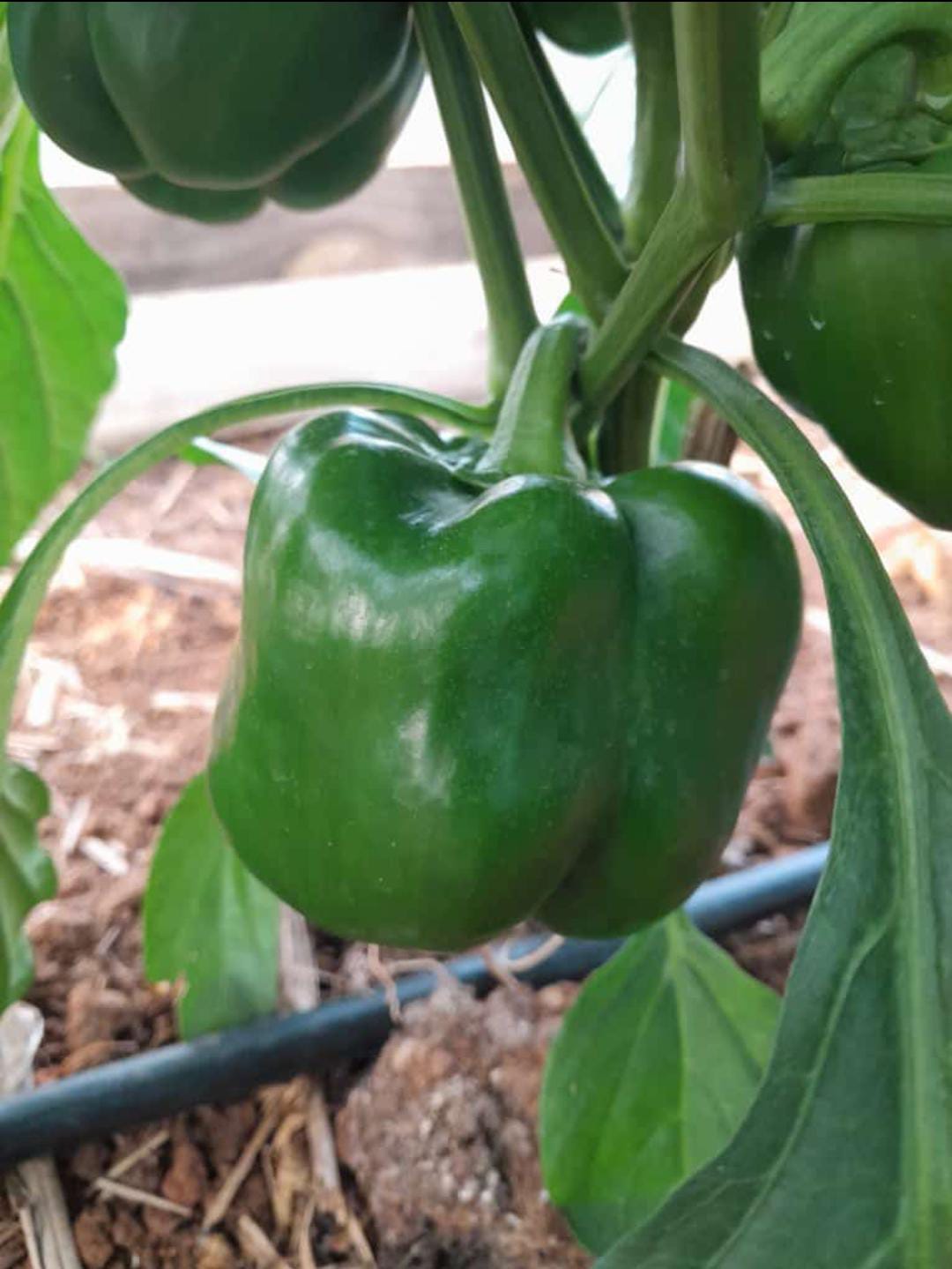 Green Sweet pepper on a tree