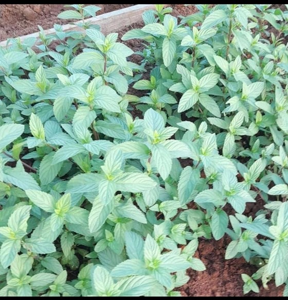 Black mint plants