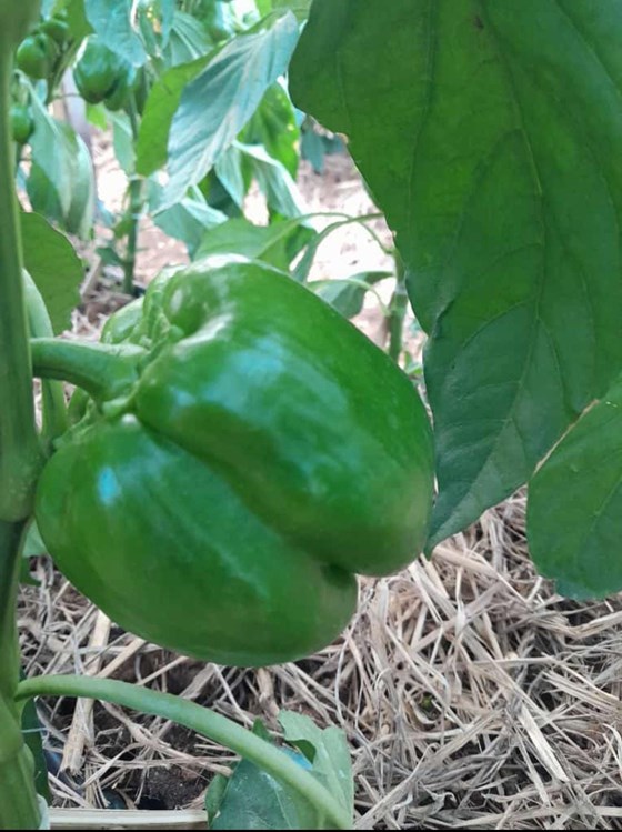 Green sweet pepper